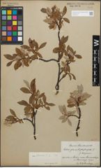 Foto von Salix glauca L.